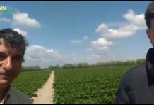 “Căpșunile de Mârșani”, poveste de succes