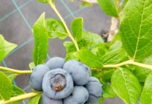 Afinele românești merg la export