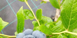 Afinele românești merg la export