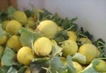 Pepenii galbeni de Dăbuleni au ajuns în piețele din București