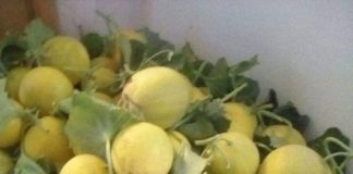 Pepenii galbeni de Dăbuleni au ajuns în piețele din București