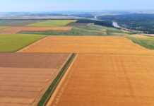 Vânzări mari de grâu la Stațiunea din Caracal