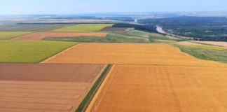 Se strâng recoltele de grâu