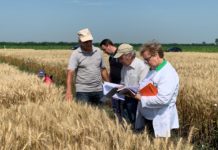 Un nou soi de grâu ar putea fi brevetat la Caracal