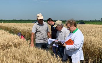 Un nou soi de grâu ar putea fi brevetat la Caracal