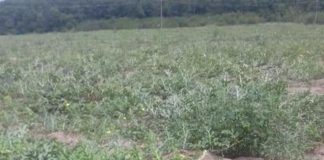 S-au copt pepenii de Dăbuleni