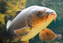 S-a deschis sezonul de pescuit