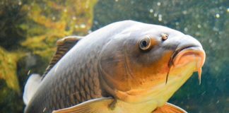 S-a deschis sezonul de pescuit