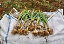 Usturoiul din Ostroveni, pe mesele europenilor