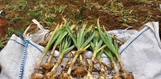 Usturoiul din Ostroveni, pe mesele europenilor