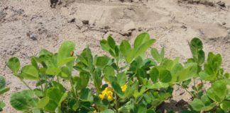 Au înflorit arahidele de la Dăbuleni