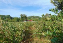 Aronia, fructul-minune ce crește pe dealurile din Gorj