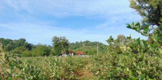 Aronia, fructul-minune ce crește pe dealurile din Gorj