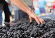 Murele din Gorj, afacere de 200.000 de euro anual