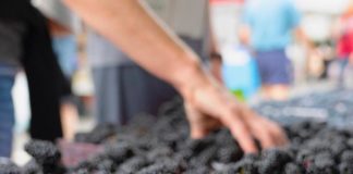 Murele din Gorj, afacere de 200.000 de euro anual