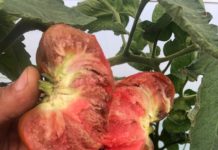 Roșiile-ciocolată made in Oltenia au cucerit piețele din țară