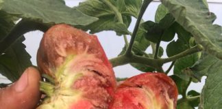 Roșiile-ciocolată made in Oltenia au cucerit piețele din țară