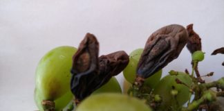 Recomandări privind prevenirea și combaterea putregaiului negru la vița de vie