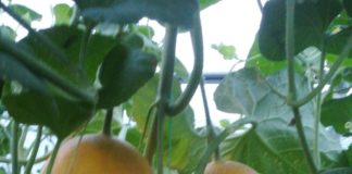 Pepenii pe verticală, tehnologie inedită a unui fermier din Dolj