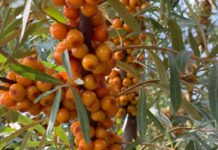 Sucul de cătina made in Gorj ajunge în Emirate și Japonia