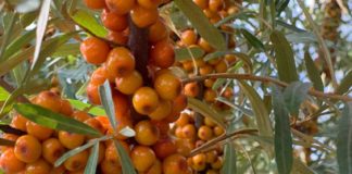 Sucul de cătina made in Gorj ajunge în Emirate și Japonia