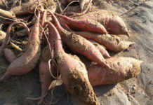 Cartoful dulce de Dăbuleni, comenzi în toată țara