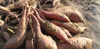 Cartoful dulce de Dăbuleni, comenzi în toată țara