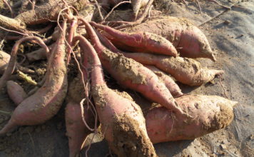 Cartoful dulce de Dăbuleni, comenzi în toată țara