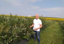 Din America la Robănești pentru o afacere cu afine