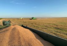 Recoltatul grâului, la final de campanie