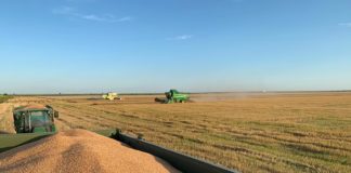 Recoltatul grâului, la final de campanie