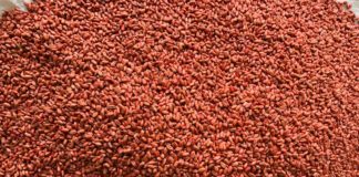 Sămânța de grâu de la Caracal, tratată în premieră pentru o producție și mai bună