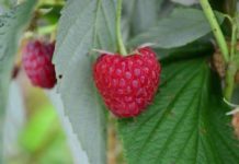 Zmeură uriașă, afacere de succes a unei familii din Dolj