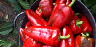 Ferma de familie, poveste de succes a unei familii din Cioroiași