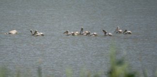 Spectacolul naturii de pe lacul Bistreț, arie protejată