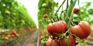 Fermierii din Olt, primii la programul TOMATE