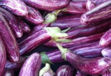 Vinetele șatirate, un gram de semințe mai scump decât aurul