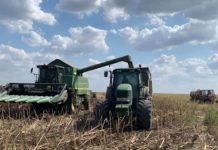 An slab pentru cultura de floarea-soarelui