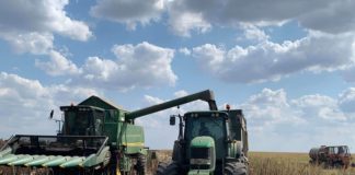 An slab pentru cultura de floarea-soarelui