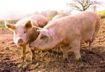 Exporturile de carne au scăzut cu 13.500 de tone