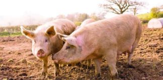 Acțiune pentru prevenirea răspândirii pestei porcine africane în Vâlcea