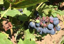 Zaibărul de Băilești, mai puțin în acest an