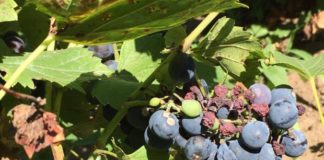 Zaibărul de Băilești, mai puțin în acest an