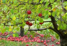 Bani europeni pentru procesarea produsele pomicole