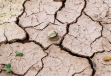 Rapița, în pericol din cauza secetei