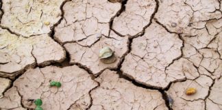 Rapița, în pericol din cauza secetei