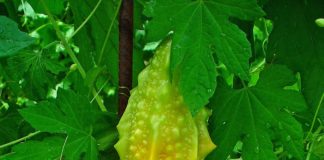 Castravetele chinezesc, leguma-vedetă din Olt