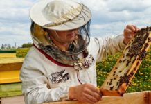 Salvați albinele! Este nevoie de 24.000 de semnături