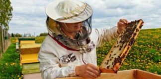 Salvați albinele! Este nevoie de 24.000 de semnături