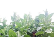 “Tutunul”- afacere de succes pentru o tanara din Amarastii de Jos